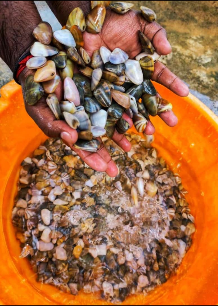 Clams Digging