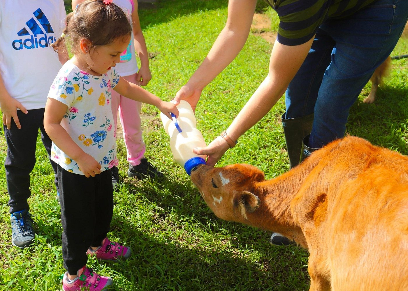 Cow Milking & Dairy Delight